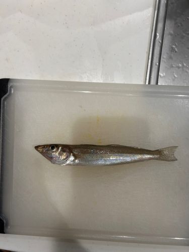 シロギスの釣果