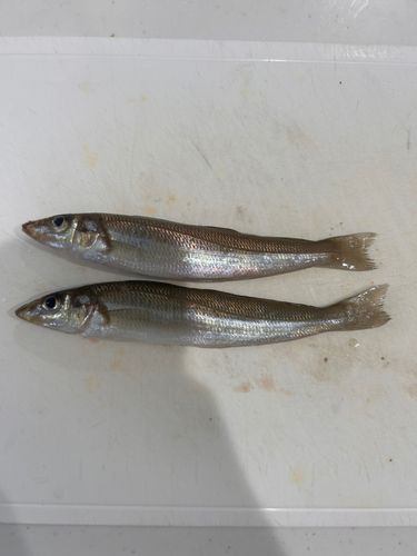 シロギスの釣果