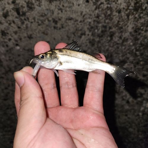 セイゴ（マルスズキ）の釣果