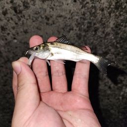 セイゴ（マルスズキ）