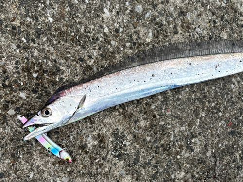 タチウオの釣果
