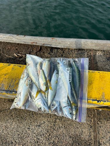 サバの釣果