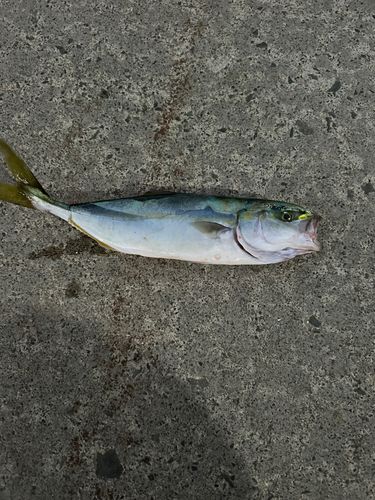 ワカシの釣果