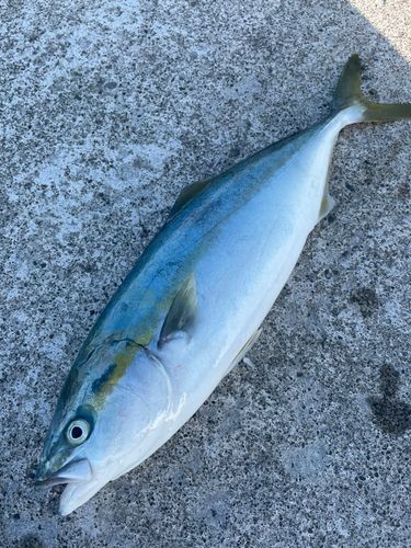 イナダの釣果