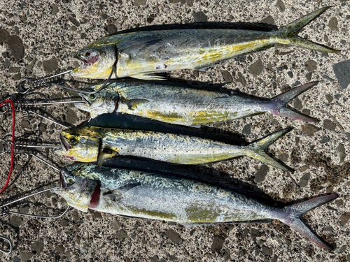 シイラの釣果