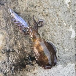 アオリイカ