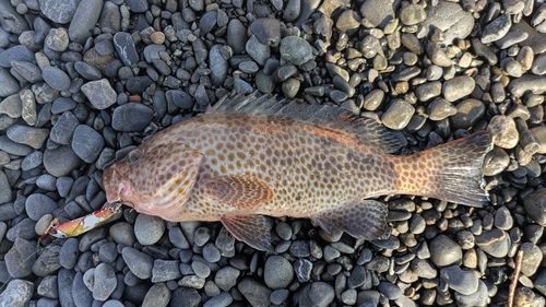オオモンハタの釣果