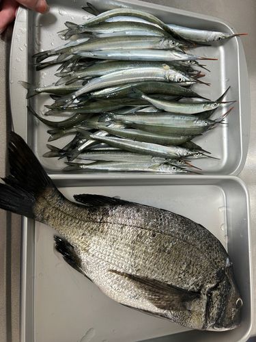 チヌの釣果