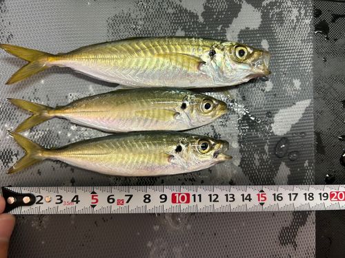 アジの釣果