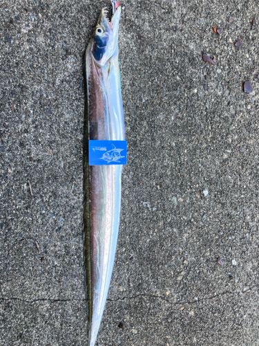 タチウオの釣果