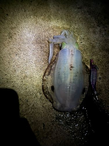 アオリイカの釣果