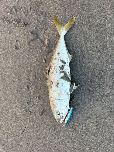 舞阪サーフ