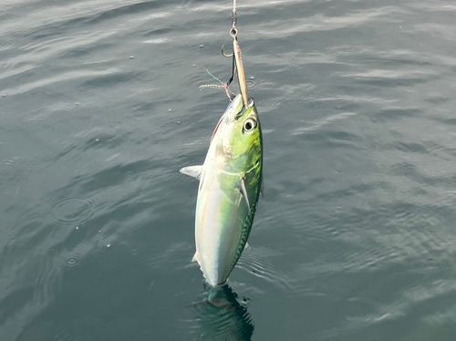 ソウダガツオの釣果