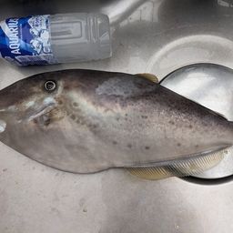 ウスバハギ