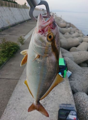 シオの釣果