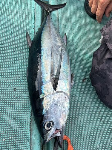 コシナガマグロの釣果