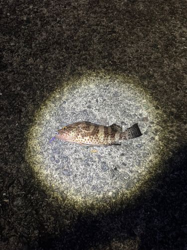 オオモンハタの釣果