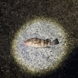 オオモンハタ