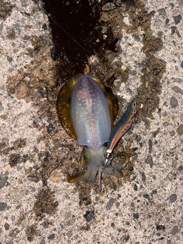 アオリイカの釣果