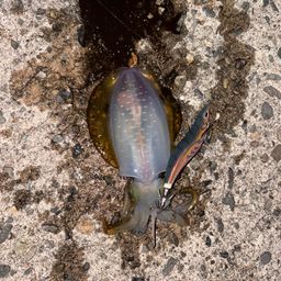 アオリイカ