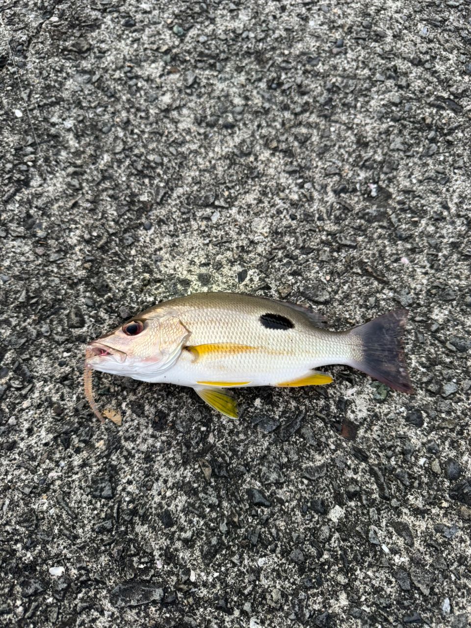 クロホシフエダイ