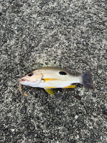 クロホシフエダイの釣果