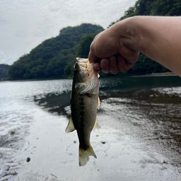 ブラックバス