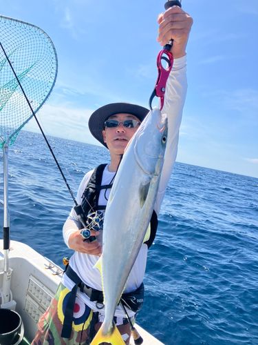 ヤズの釣果
