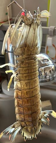 シャコエビの釣果