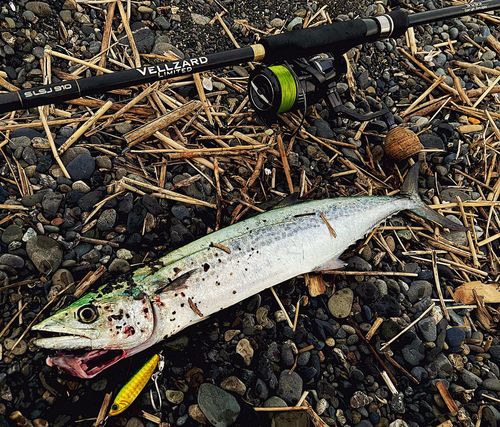 サゴシの釣果