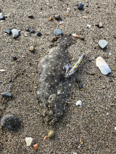 ソゲの釣果