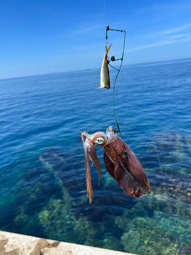 アオリイカの釣果