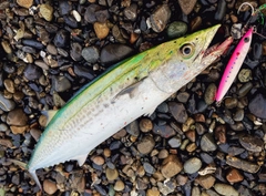 サゴシの釣果