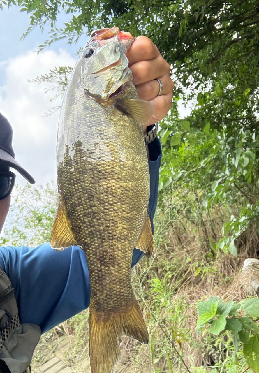 スモールマウスバス