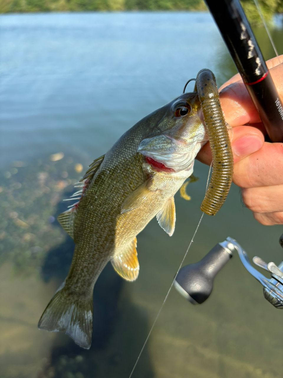 スモールマウスバス