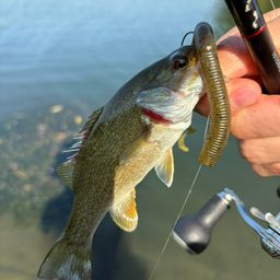 スモールマウスバス