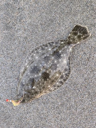 ソゲの釣果