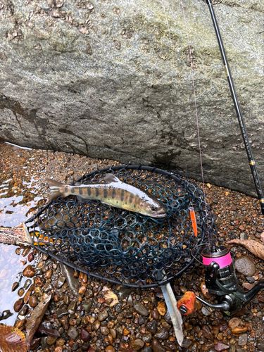 ヤマメの釣果