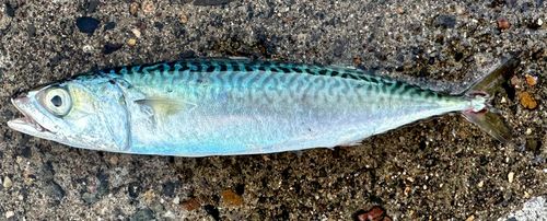 マサバの釣果