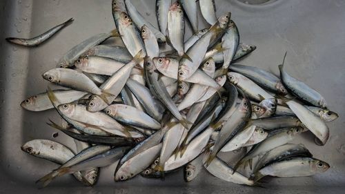 サッパの釣果