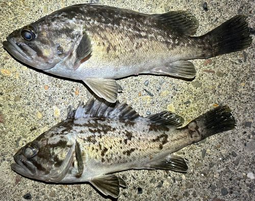 クロソイの釣果