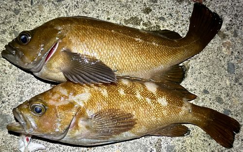 エゾメバルの釣果