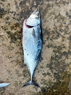 スマカツオの釣果