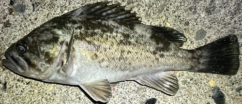 クロソイの釣果