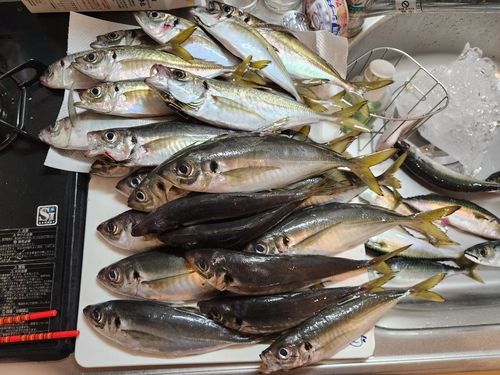 マアジの釣果