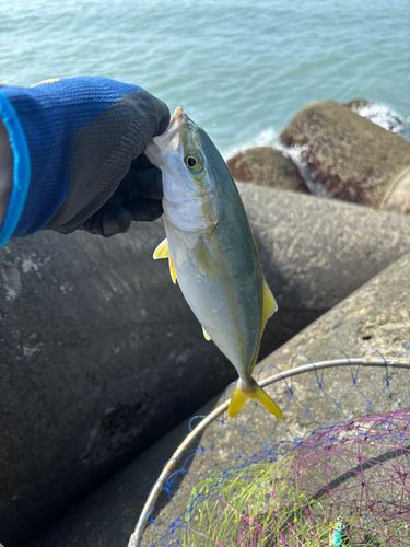 ワカシの釣果