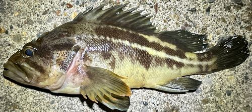 シマゾイの釣果