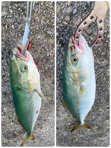 ツバスの釣果