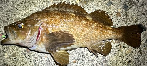 エゾメバルの釣果