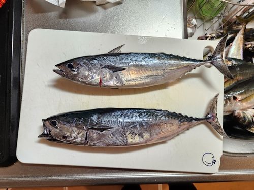 ヒラソウダの釣果